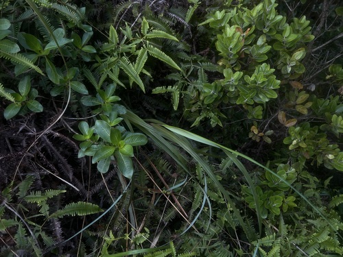Eragrostis grandis observed 2026-05-02