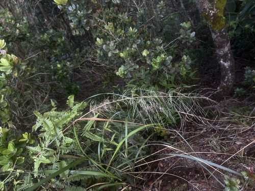 Eragrostis grandis observed 2026-05-02