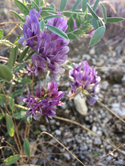 Astragalus lotiflorus
