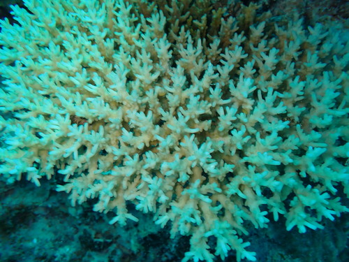 Acropora granulosa observed 2026-05-01