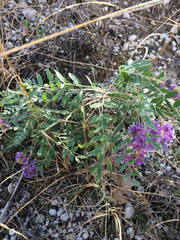 Astragalus lotiflorus