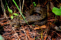 Tzotzil Montane Pit Viper photo 4