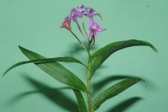 Epidendrum centropetalum