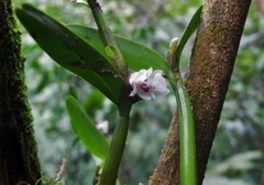 Scaphyglottis prolifera