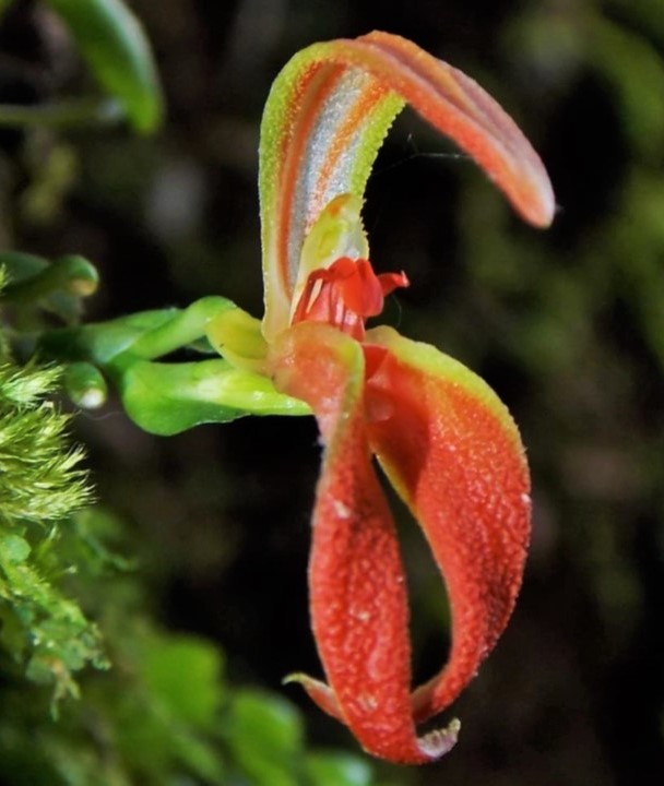 Specklinia