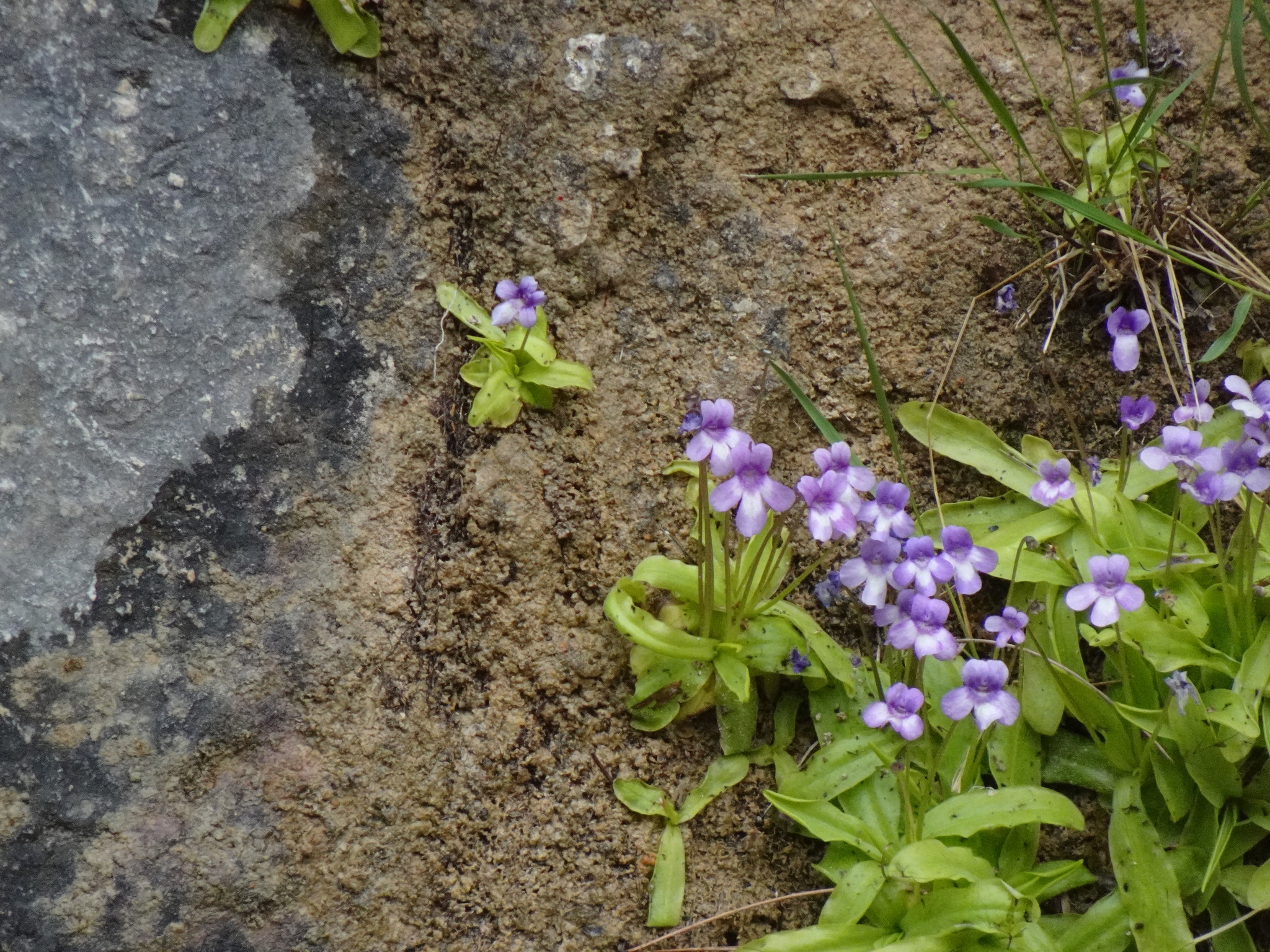 Pinguicula dertosensis (Cañig.) Mateo & M.B.Crespo 2