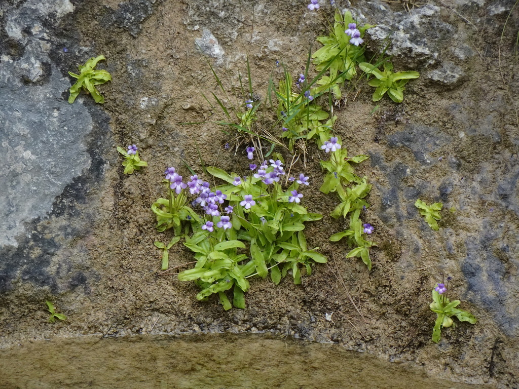 Pinguicula dertosensis, Camí de Lo Parrissal, Matarranya, Teruel, Espanya