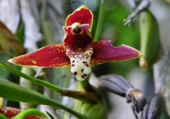 Maxillaria tenuifolia
