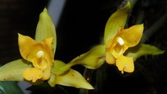 Lycaste aromatica