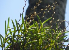 Epidendrum paranthicum