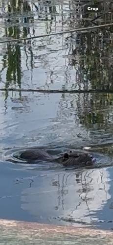 Coypu