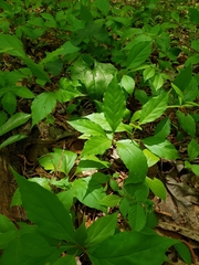Schisandra glabra