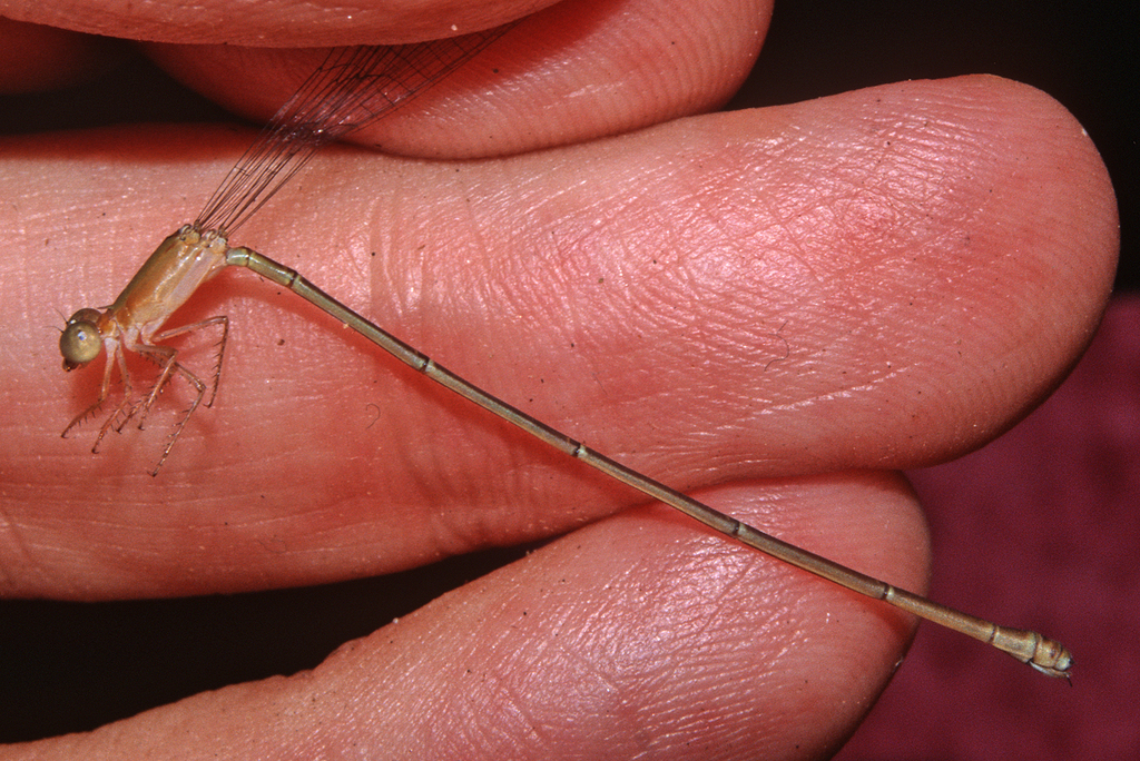Metaleptobasis silvicola