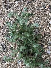 Cryptantha barbigera