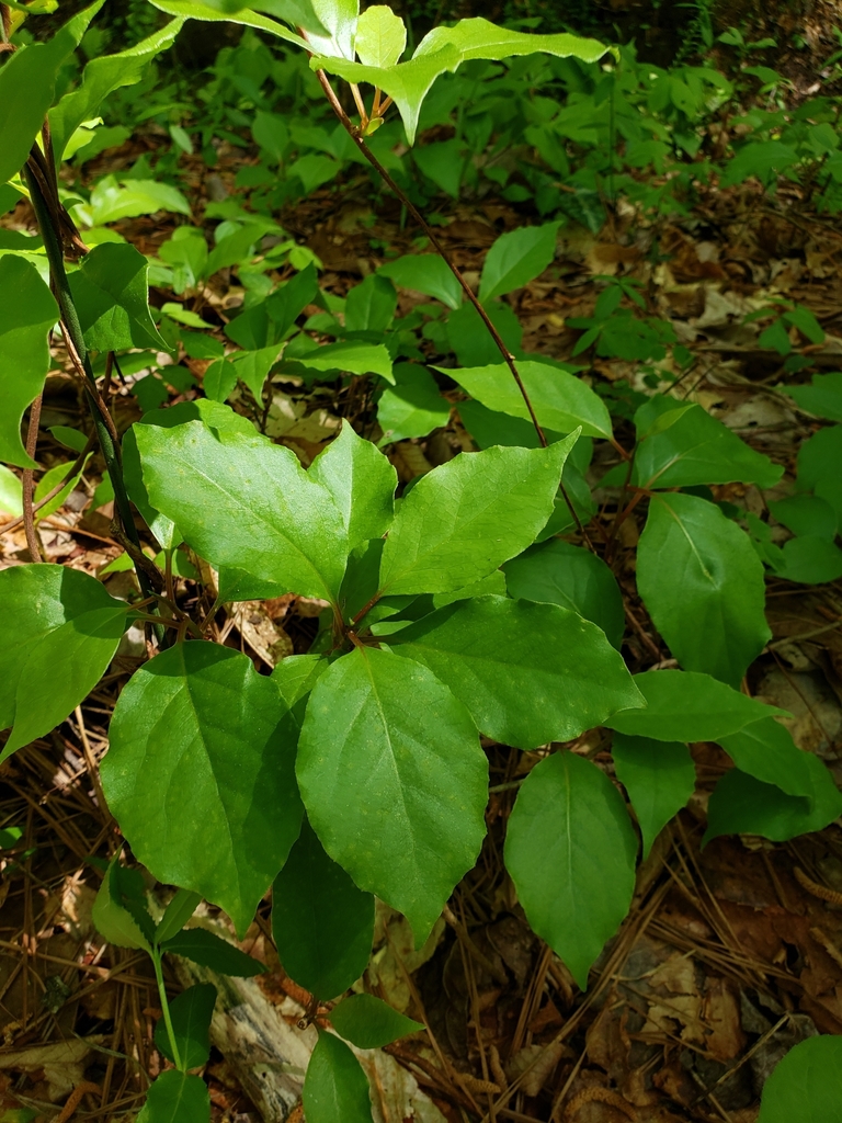 Bay Starvine