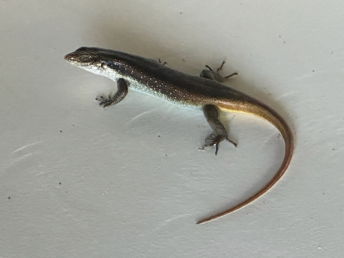 Rainbow Skink