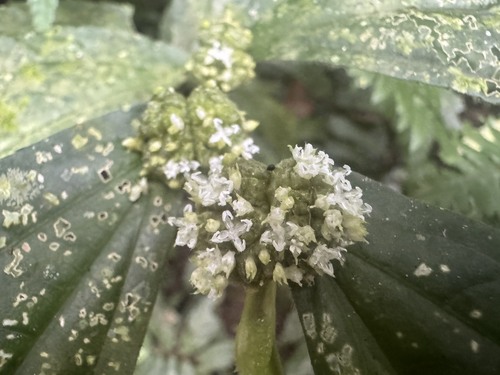 Elatostema platyphylloides iNat (3)