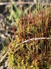 Ceratodon