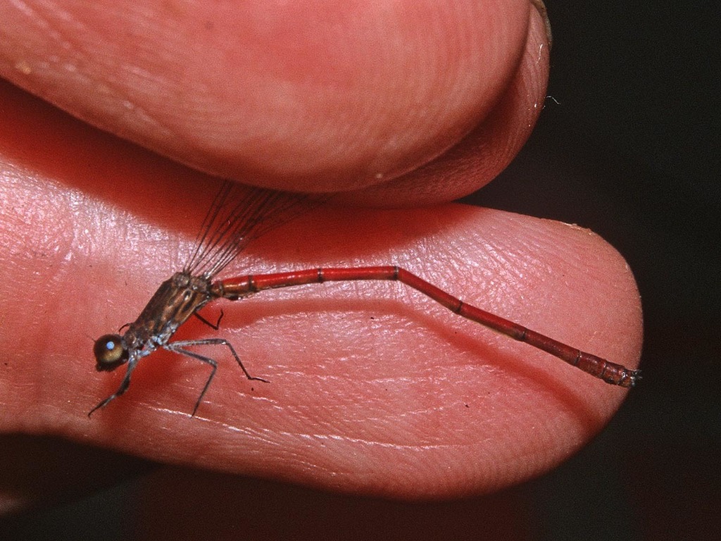 Neoneura cristina