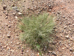 Ephedra torreyana