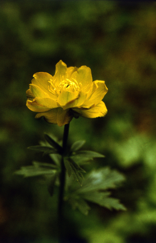 Trollius dschungaricus, photograph 2