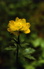 Trollius dschungaricus, photograph (c) Oleg Kosterin, some rights reserved (CC BY)