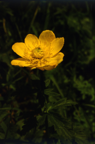 Trollius dschungaricus, photograph 1