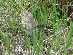 Scottish Crossbill photo 4