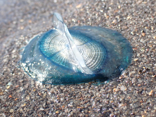 photo of By-the-wind Sailor (Velella velella)