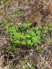 Baptisia megacarpa