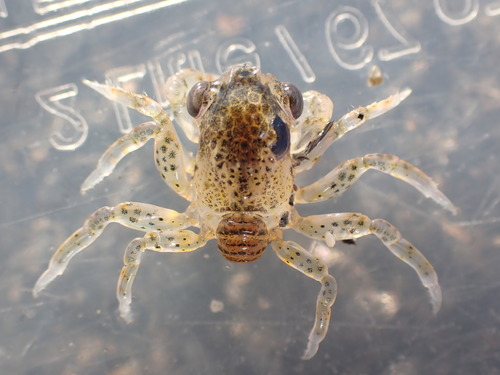 photo of True Crabs (Brachyura)