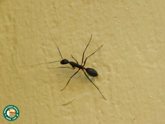 Camponotus etiolipes