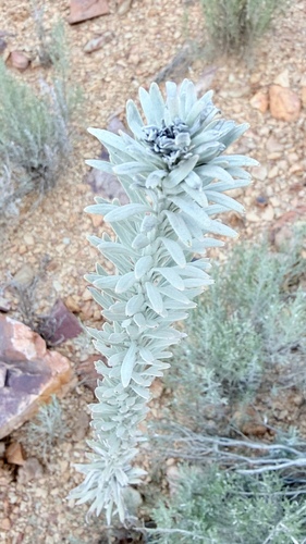 Athanasia tomentosa