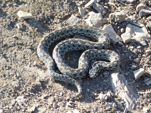 Steppe Viper
