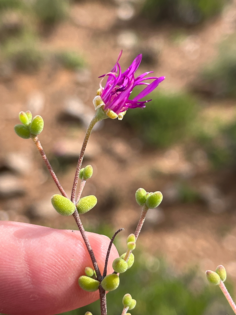 Drosanthemum globosum 2