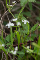 Limnosciadium pumilum