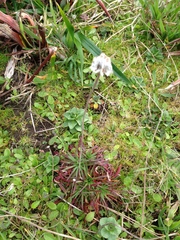Armeria maritima californica
