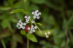 Limnosciadium pumilum