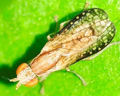 Trypetoptera canadensis