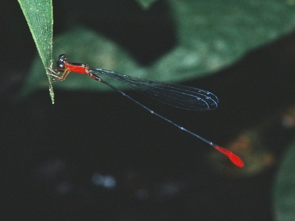 Psaironeura tenuissima