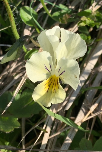 Viola eugeniae, photograph 6