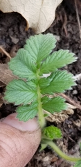 Agrimonia pilosa