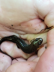 Desmognathus conanti