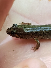 Desmognathus conanti