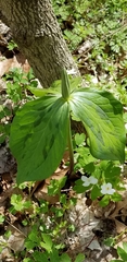 Trillium viridescens