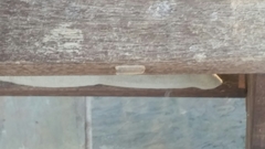 Mantodea