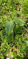Trillium viridescens