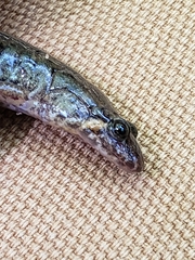 Desmognathus conanti