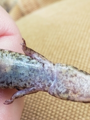 Desmognathus conanti