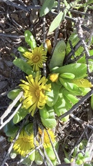 Namaquanthus nelii (Glottiphyllum nelii)